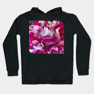 Red and White Candy Cane Rose Hoodie
